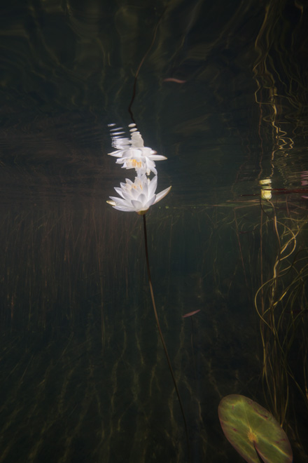 © William Scully 2009