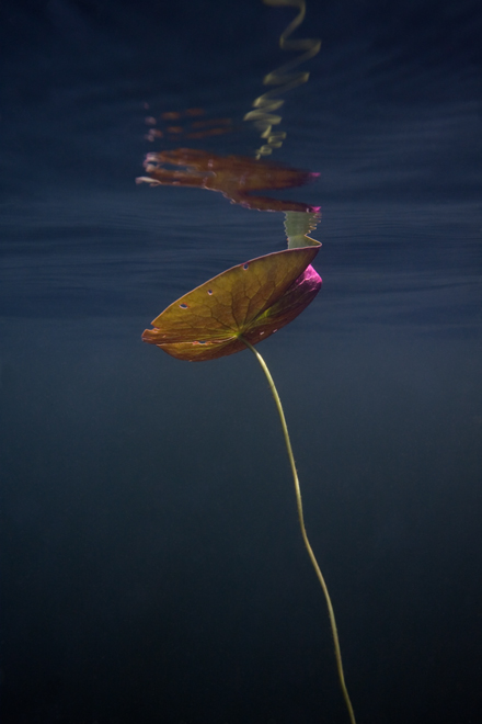 © William Scully 2011