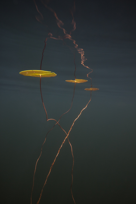 © William Scully 2009