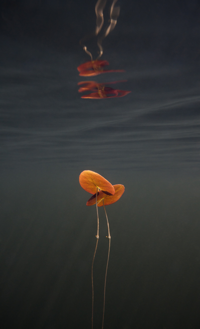 © William Scully 2009