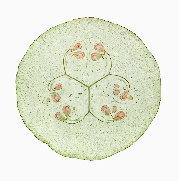 © William Scully 2019