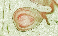 © William Scully 2019