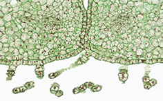 © William Scully 2019