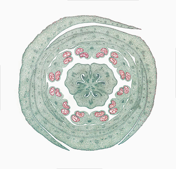 © William Scully 2019