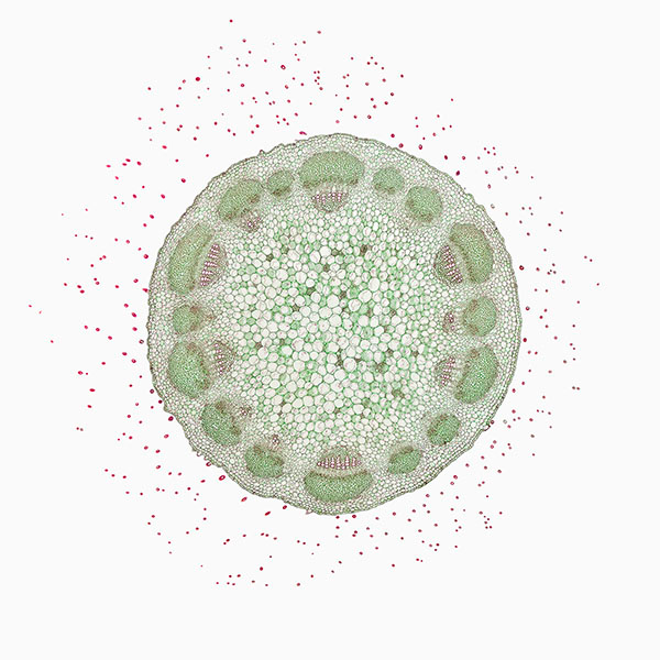 © William Scully 2019