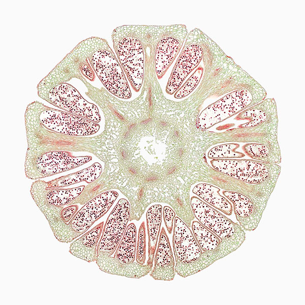 © William Scully 2019