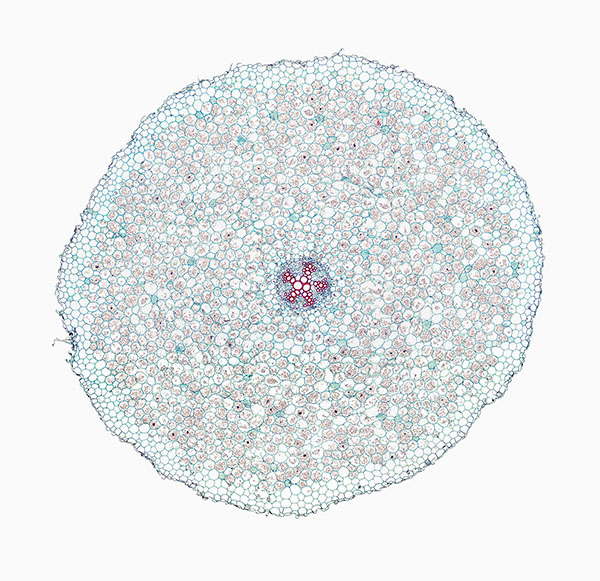 © William Scully 2019