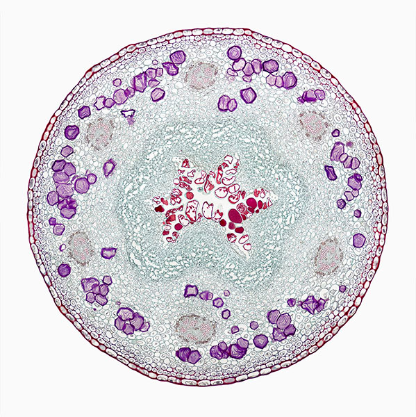 © William Scully 2019