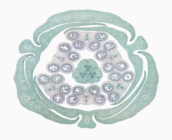 © William Scully 2019