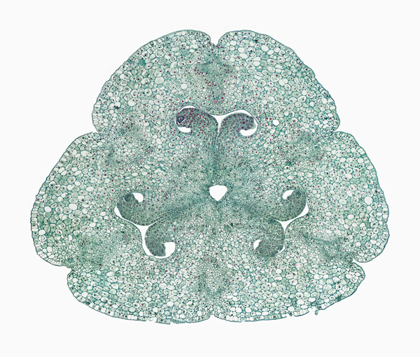 © William Scully 2019