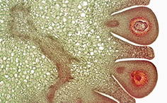 © William Scully 2019