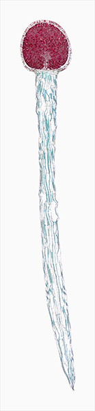 © William Scully 2019