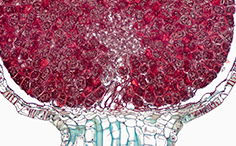 © William Scully 2019