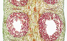 © William Scully 2019