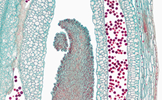 © William Scully 2019