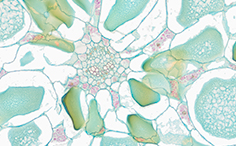 © William Scully 2019