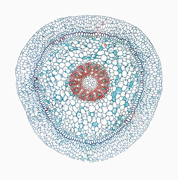 © William Scully 2019