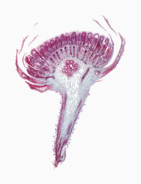 © William Scully 2019