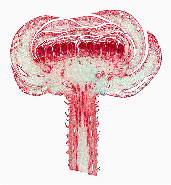 © William Scully 2019