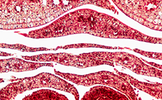 © William Scully 2019