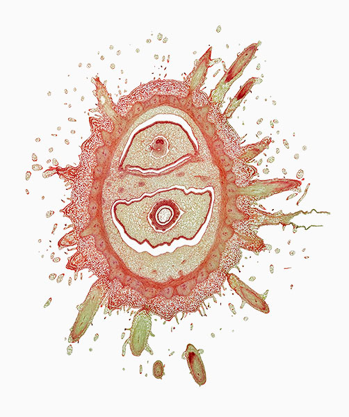 © William Scully 2019